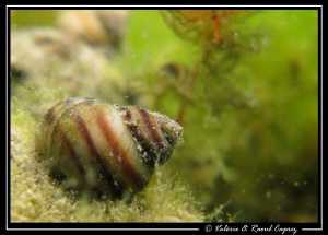 Freshwater snail (Geneva Lake) by Raoul Caprez 